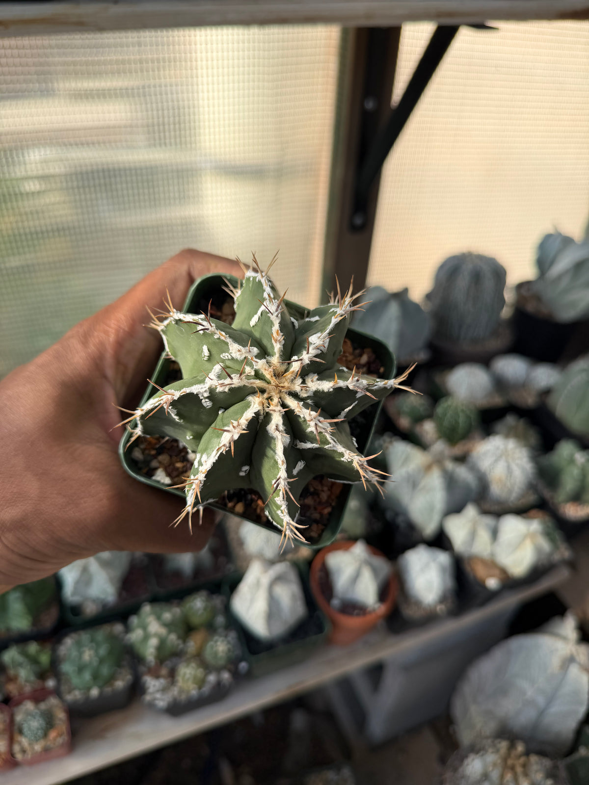 Astrophytum ornatum Fukuryu Hania