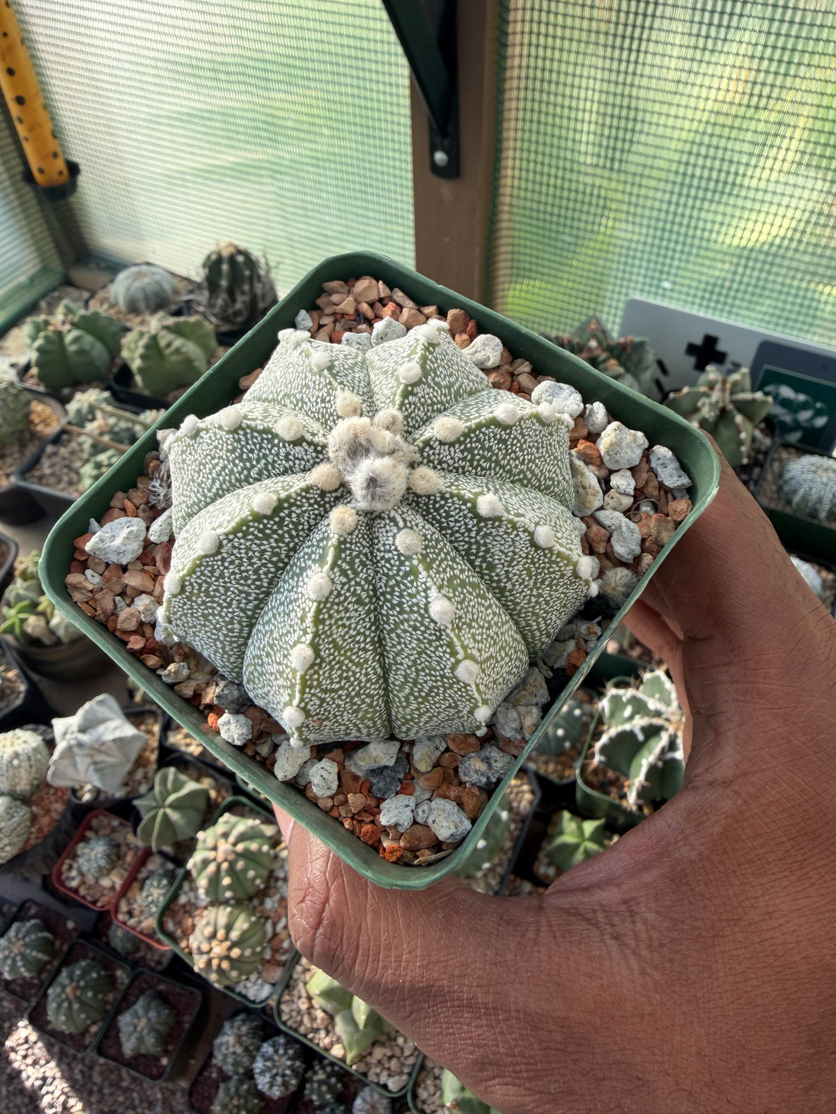 Astrophytum asterias x coahuilense