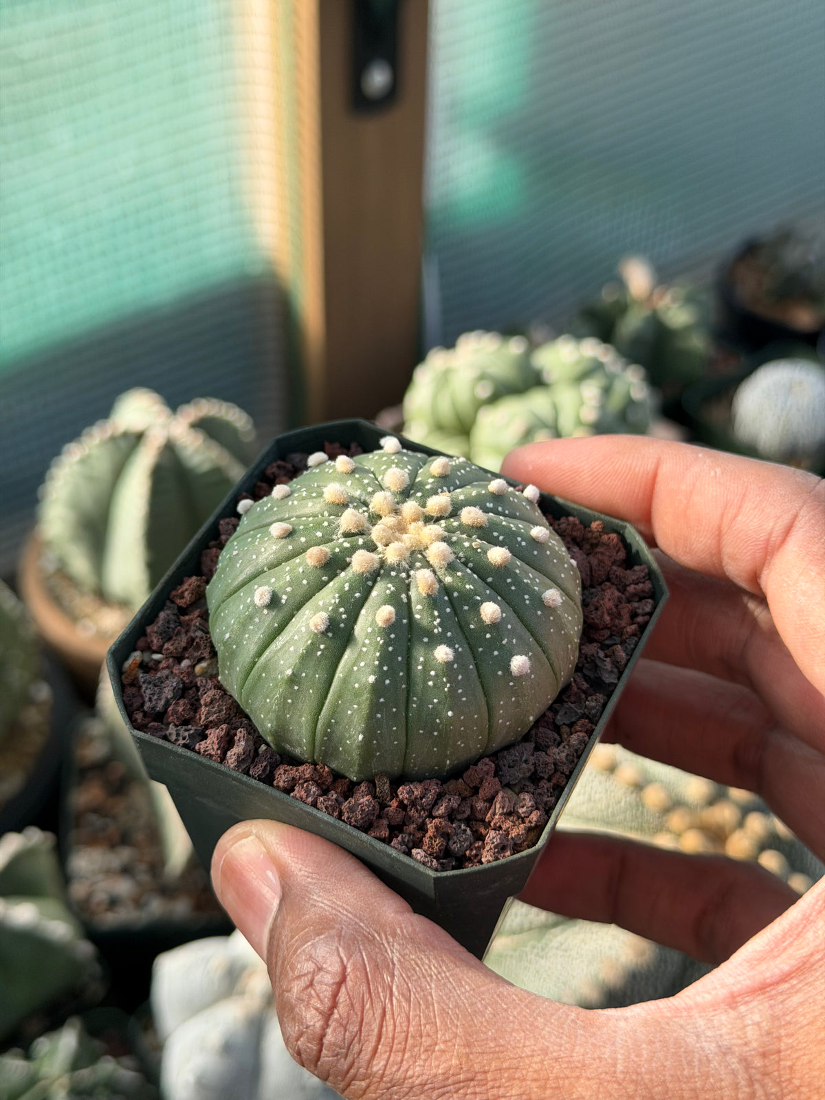 Astrophytum asterias 13 Rib
