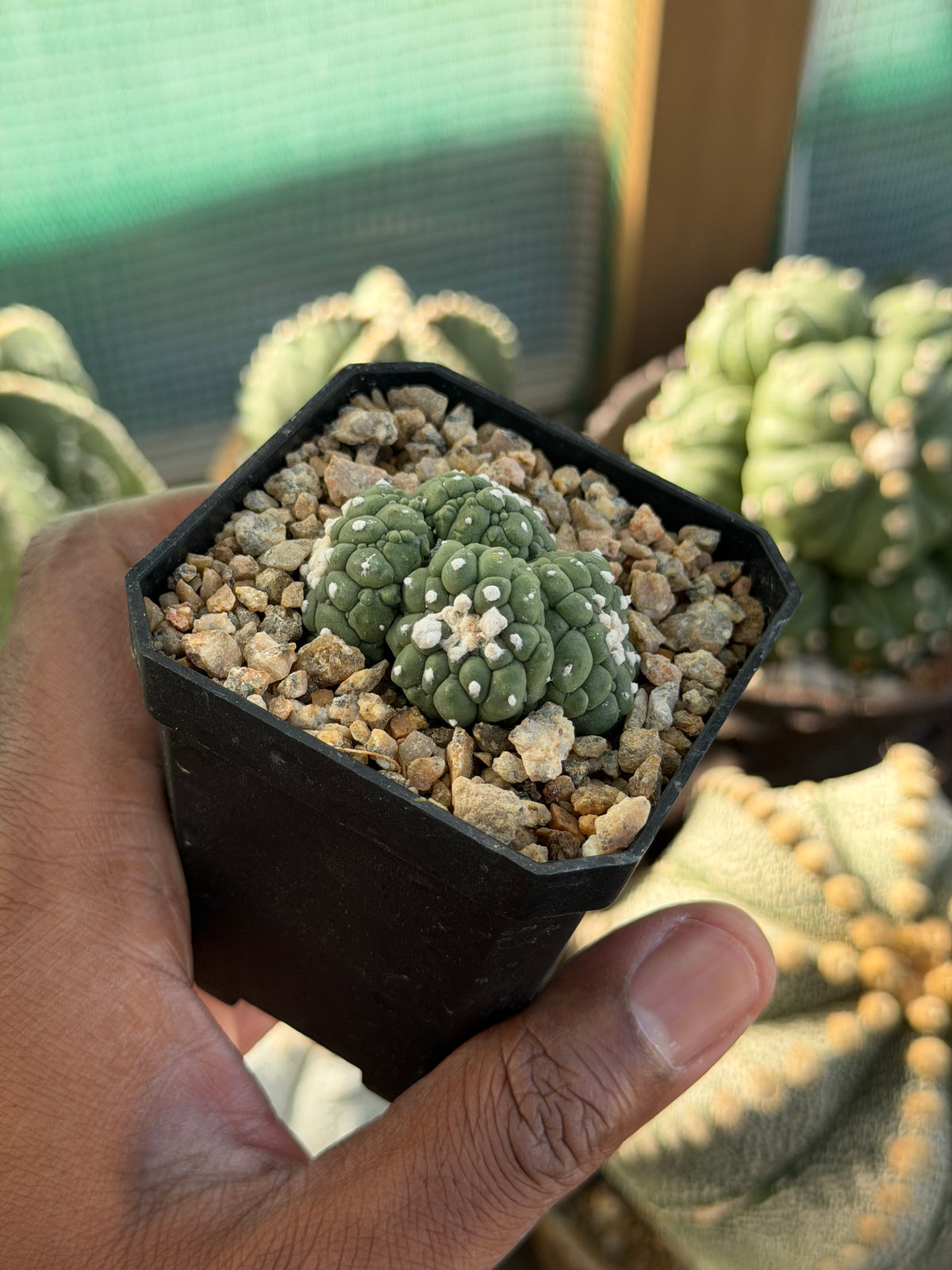 Astrophytum asterias Kikko Lizard Skin Cluster