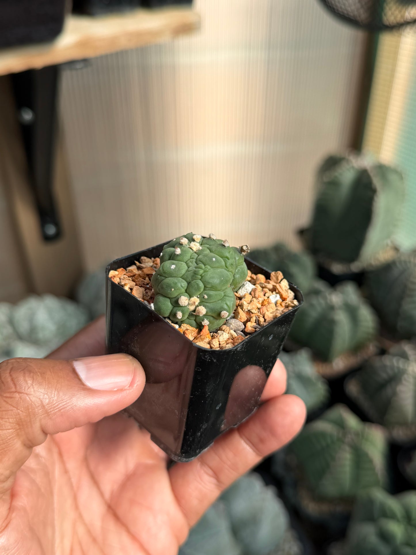 Astrophytum asterias Kikko Lizard Skin Cristata
