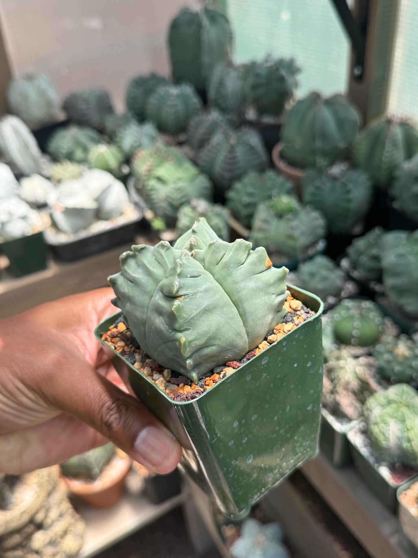 Astrophytum myriostigma Kikko Quadricostatum
