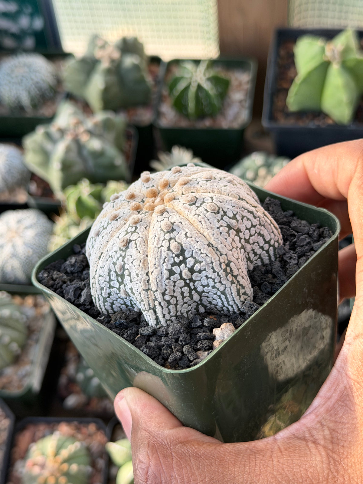 Astrophytum asterias Superkabuto Star Shape