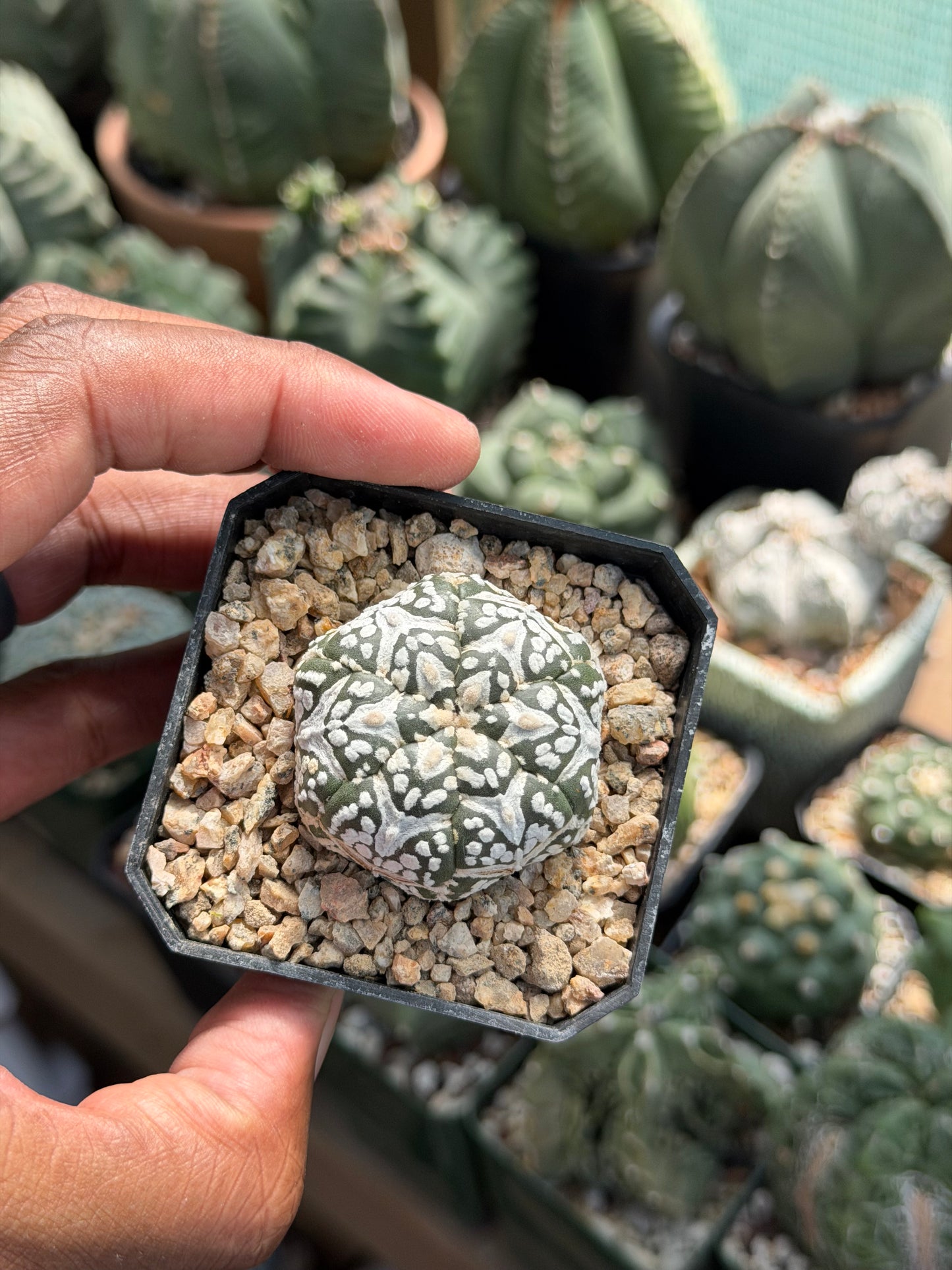 Astrophytum asterias Superkabuto V-Type