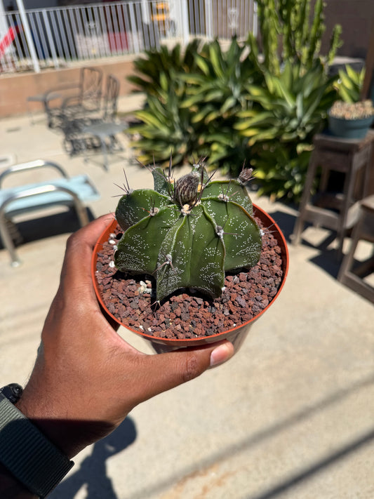 Astrophytum Ornatum