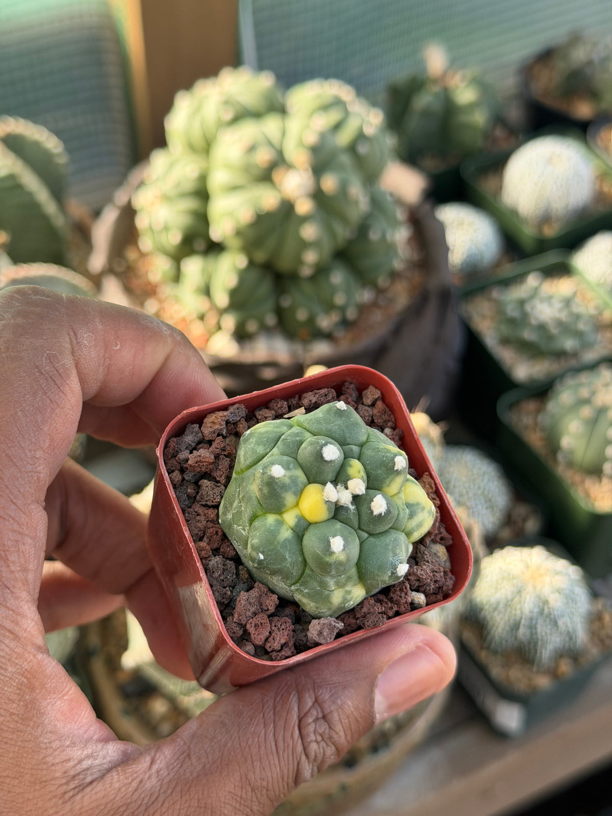 Astrophytum asterias Kikko Variegated