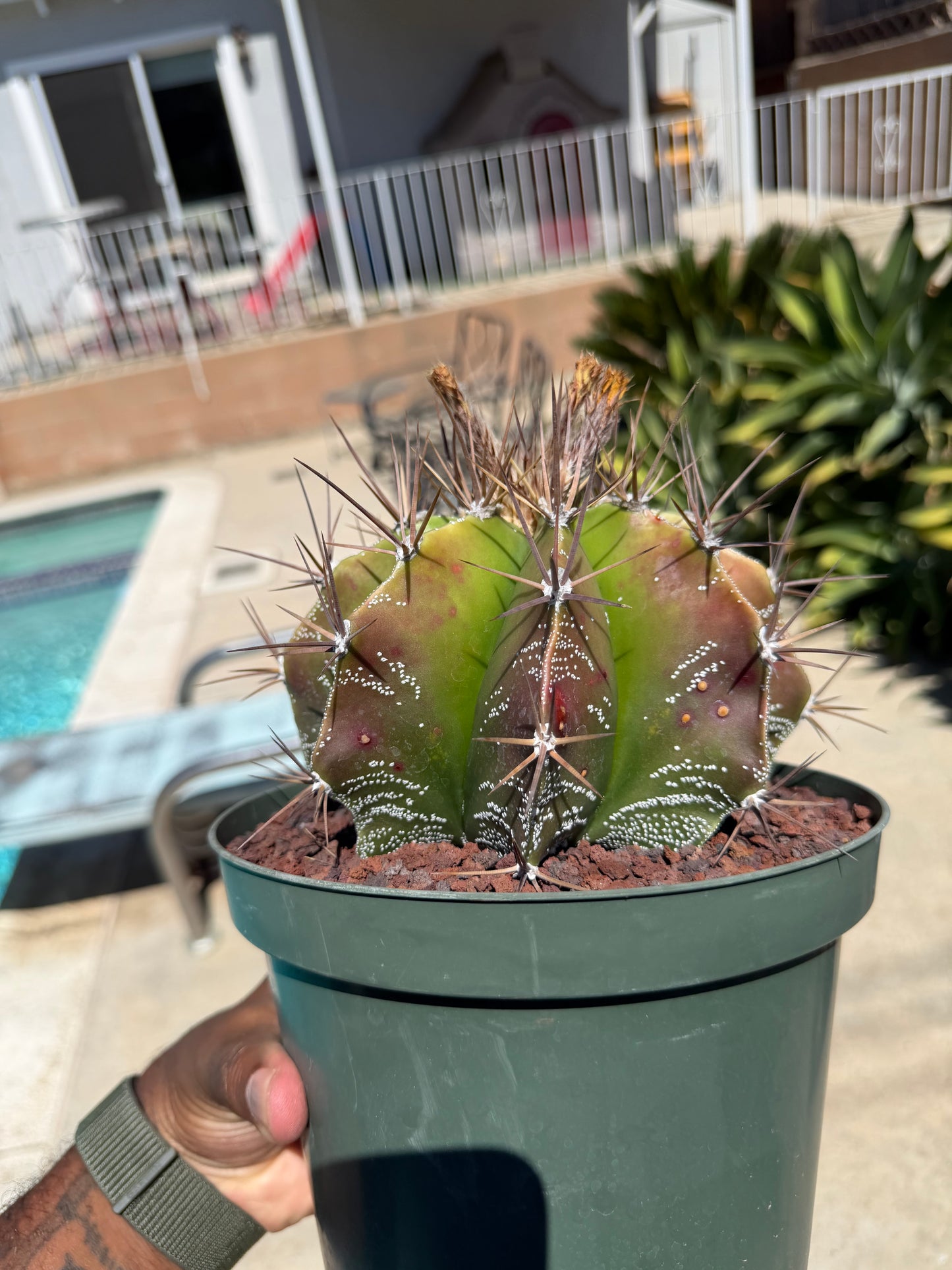 Astrophytum Ornatum
