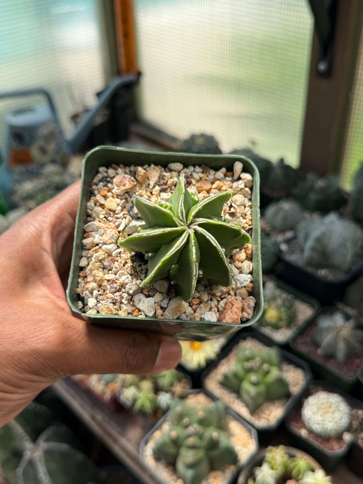 Astrophytum myriostigma Fukuryu Hakujo multicoastatum