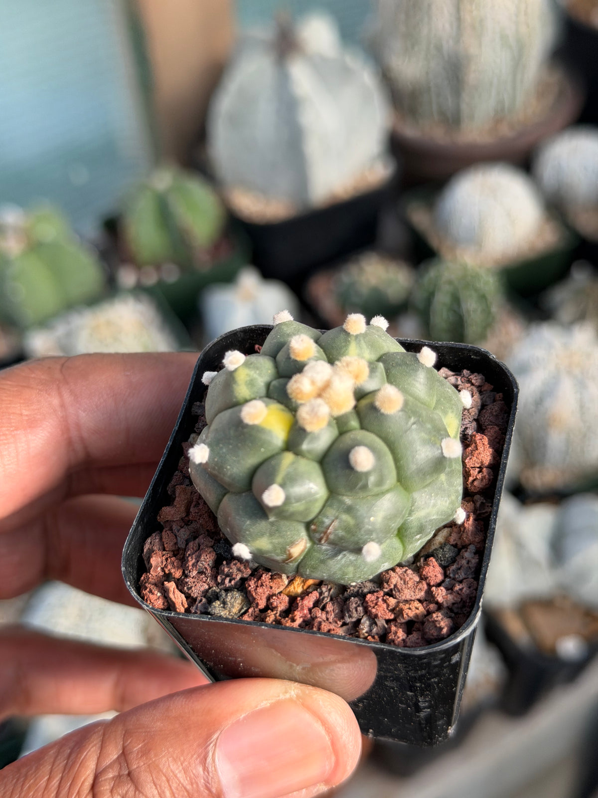 Astrophytum asterias Kikko Variegated