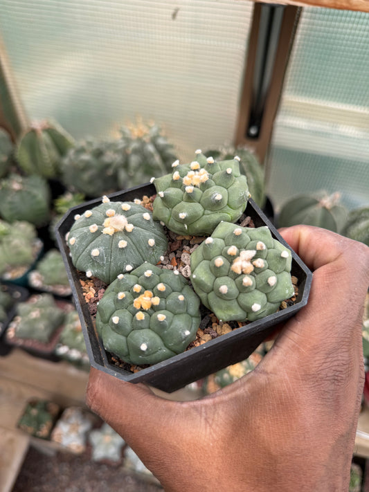 Astrophytum asterias Bundle!