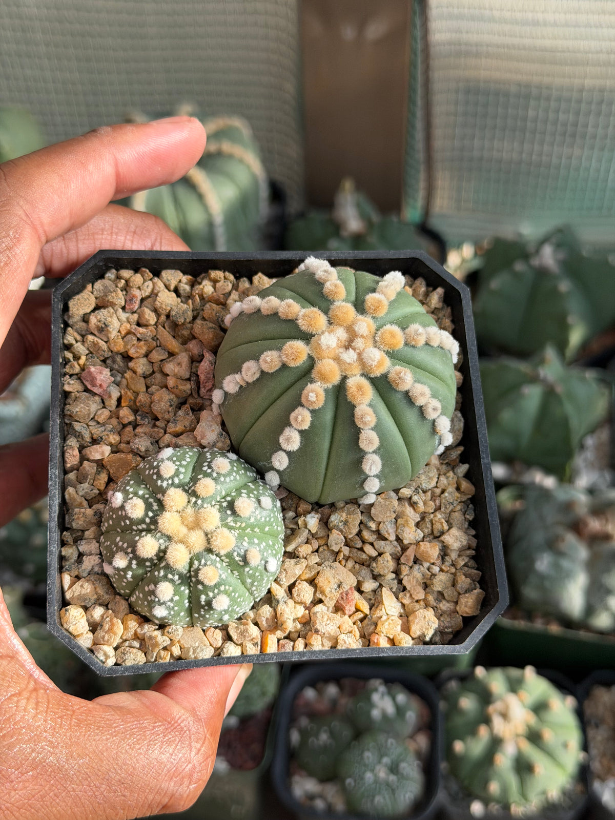 Astrophytum asterias Bundle