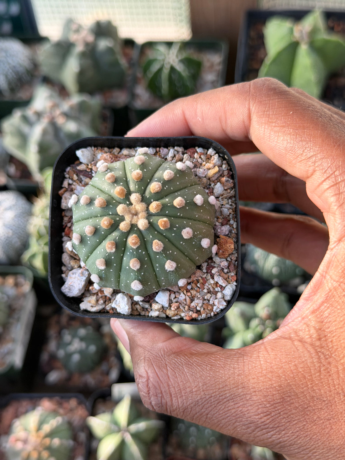 Astrophytum asterias 10 Rib