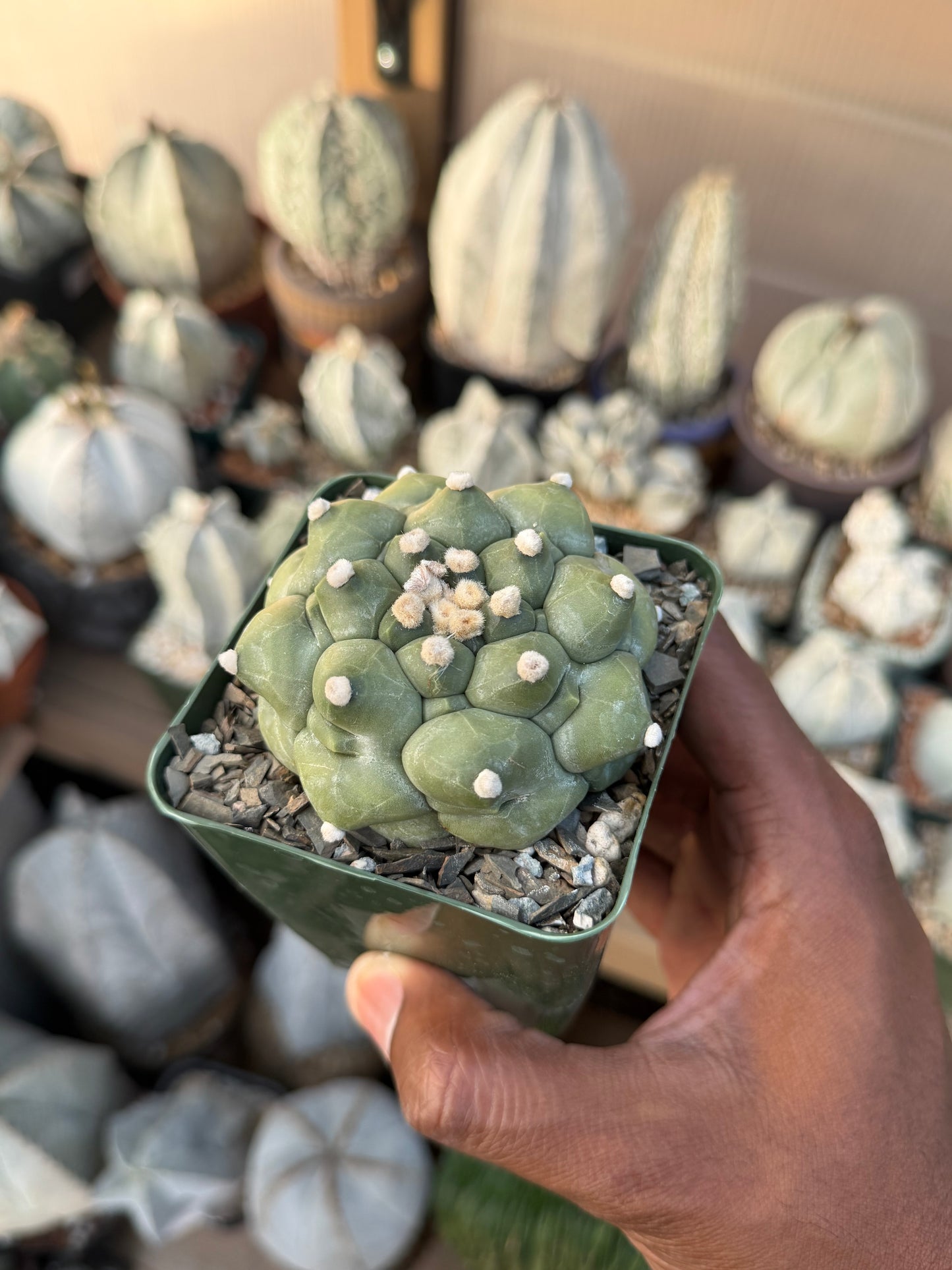 Astrophytum asterias Kikko