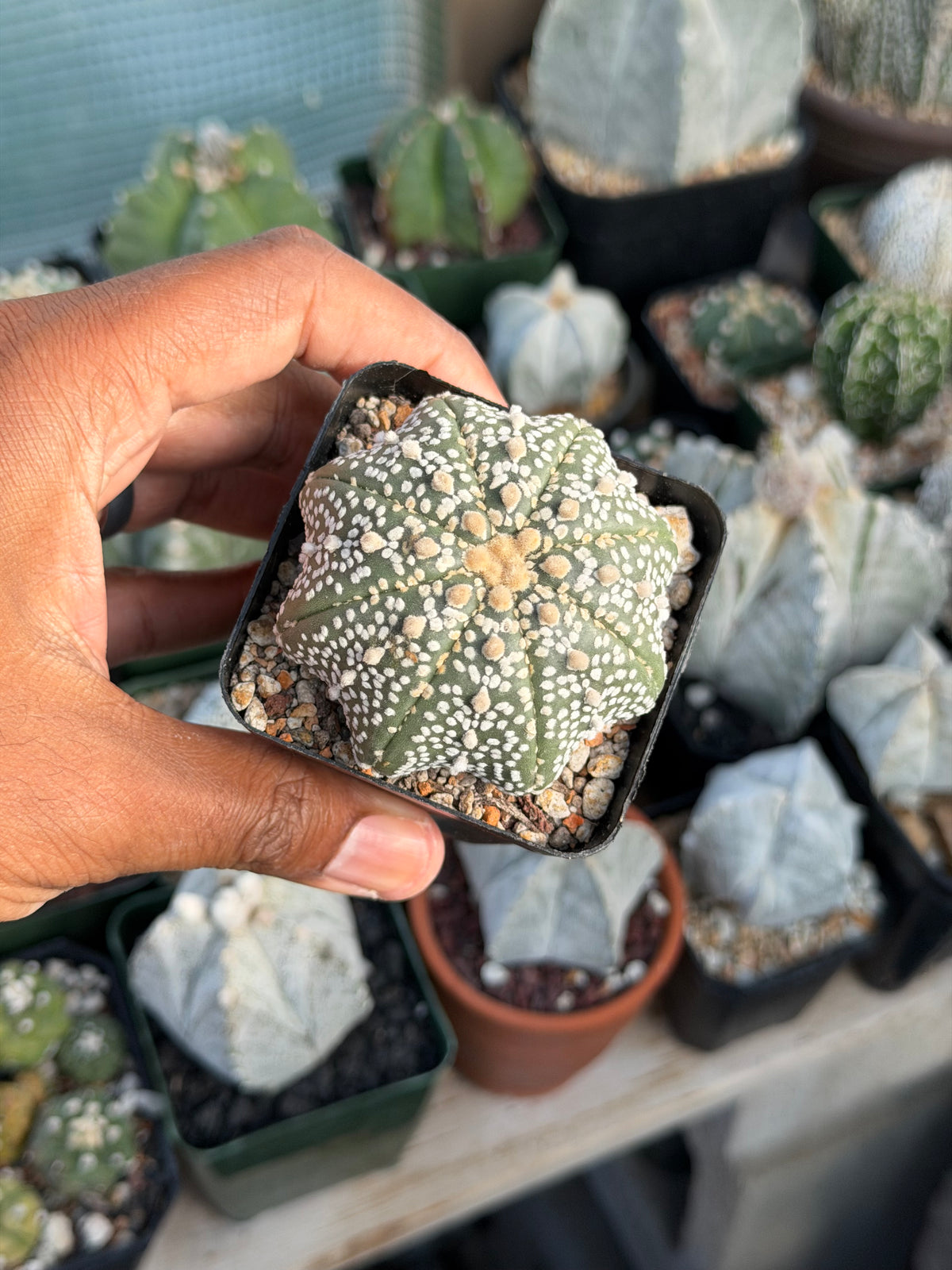 Astrophytum asterias Superkabuto
