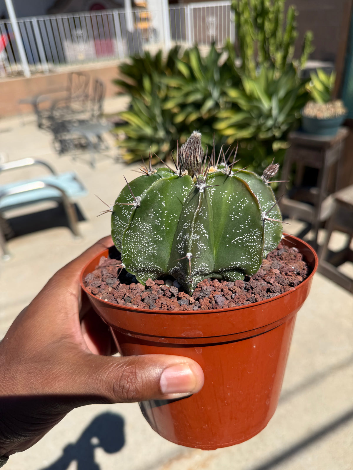 Astrophytum Ornatum
