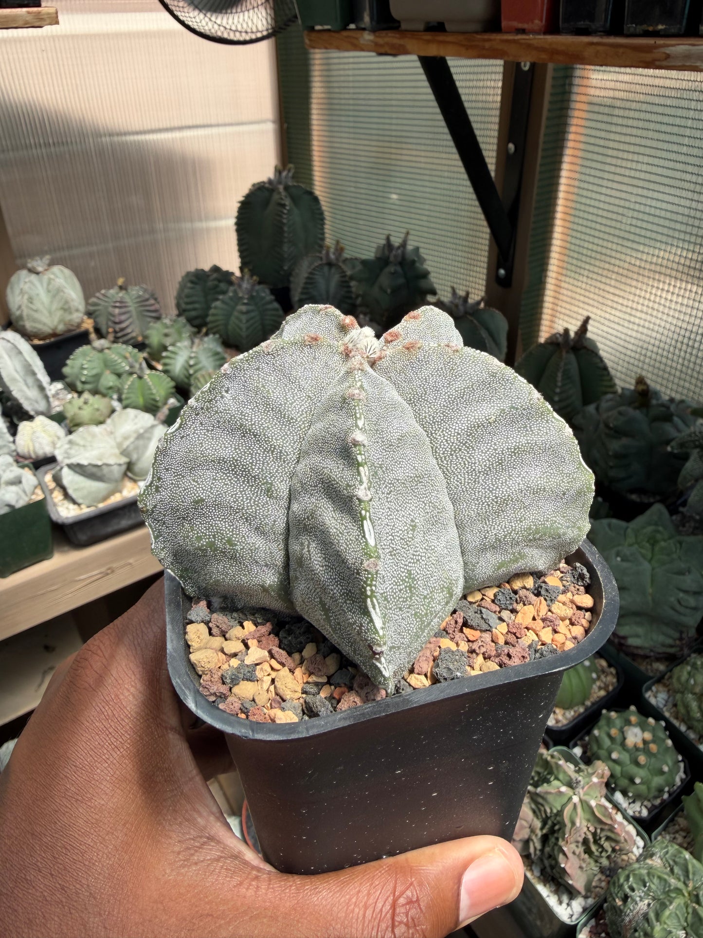 Astrophytum myriostigma strongylogonum