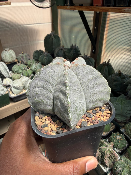Astrophytum myriostigma strongylogonum