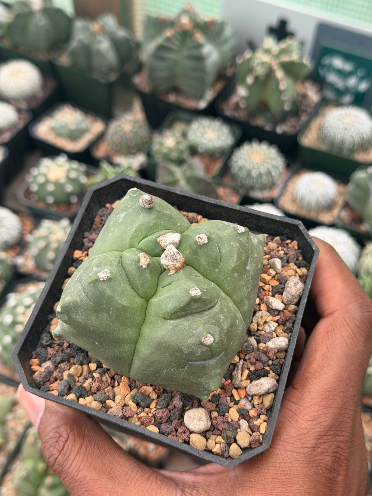 Astrophytum myriostigma Kikko quadricostatum