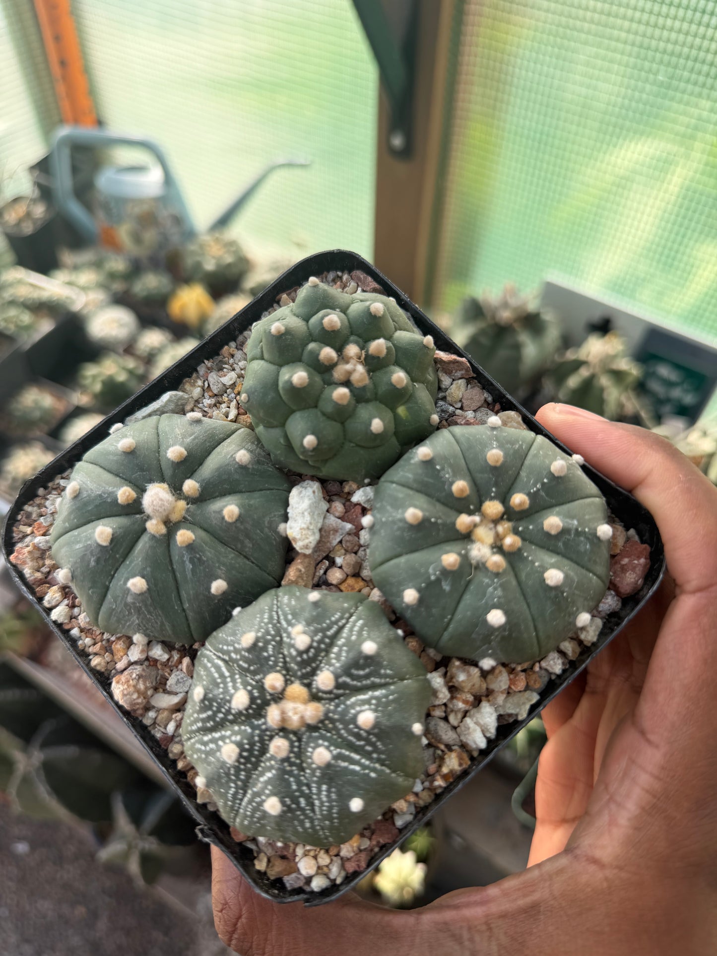 Astrophytum asterias Bundle!