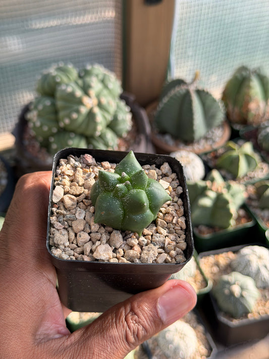 Astrophytum myriostigma Super Kikko