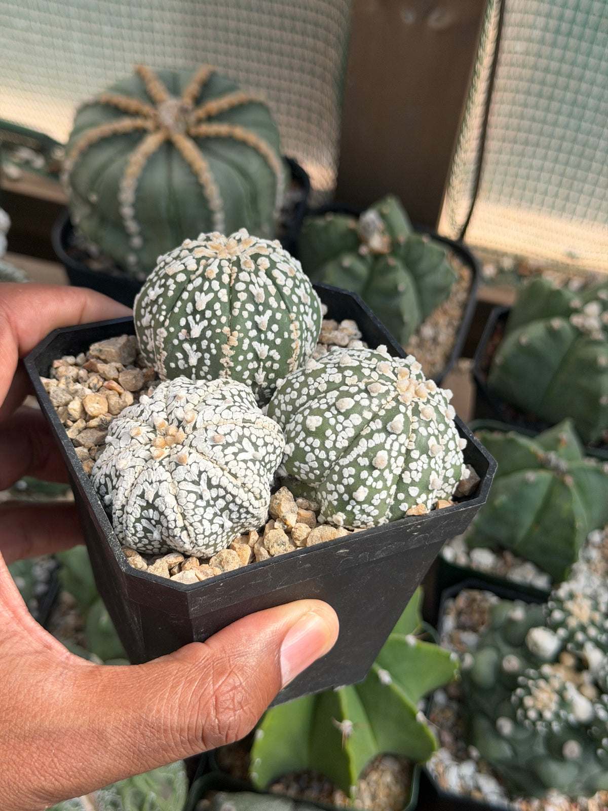 Astrophytum asterias Bundle