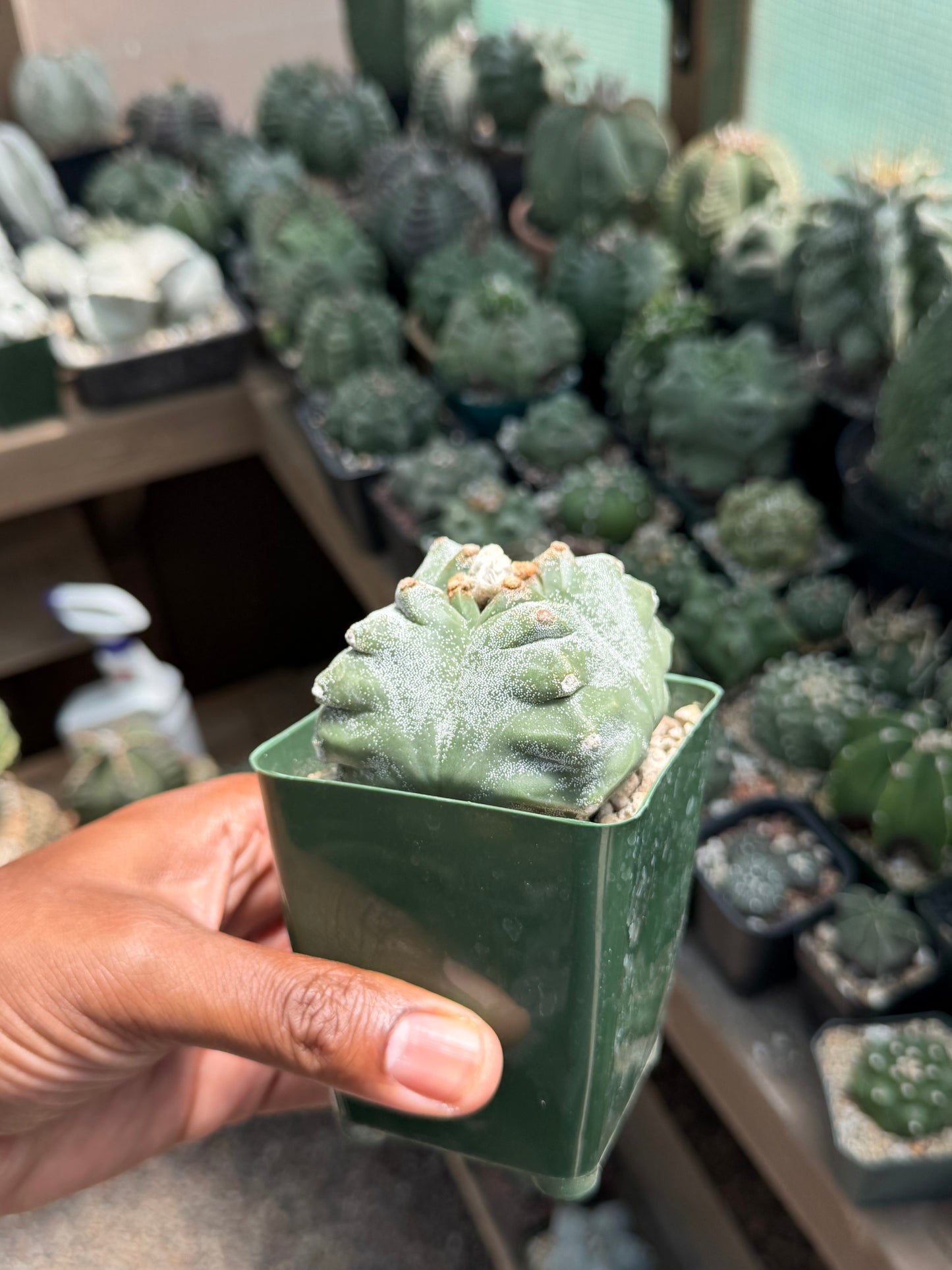 Astrophytum myriostigma Kikko Quadricostatum