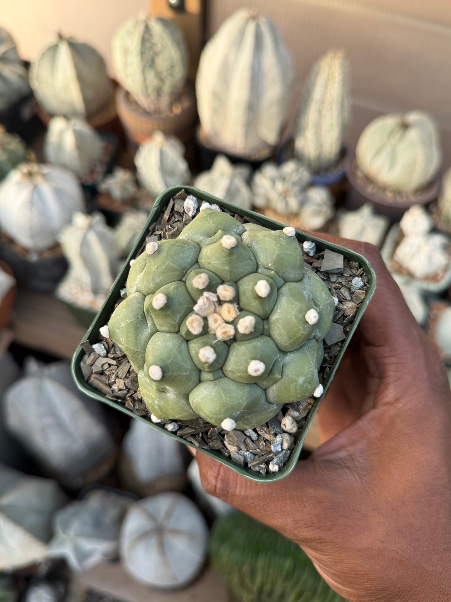 Astrophytum asterias Kikko