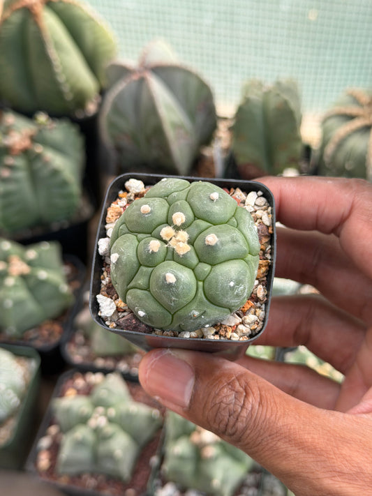 Astrophytum asterias Kikko
