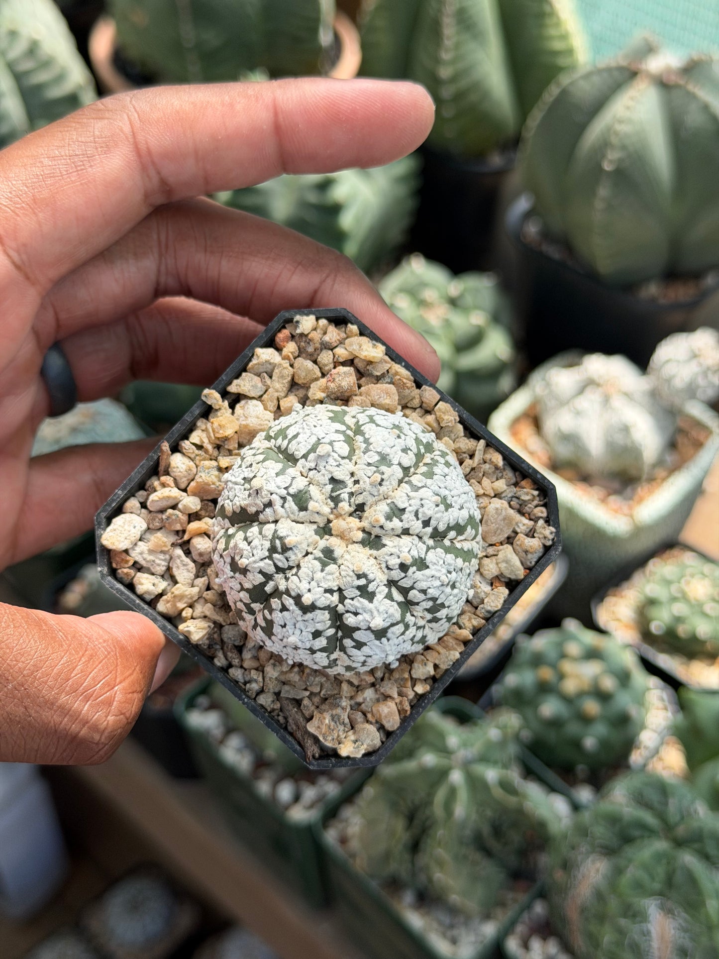 Astrophytum asterias Superkabuto