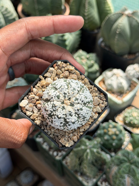 Astrophytum asterias Superkabuto
