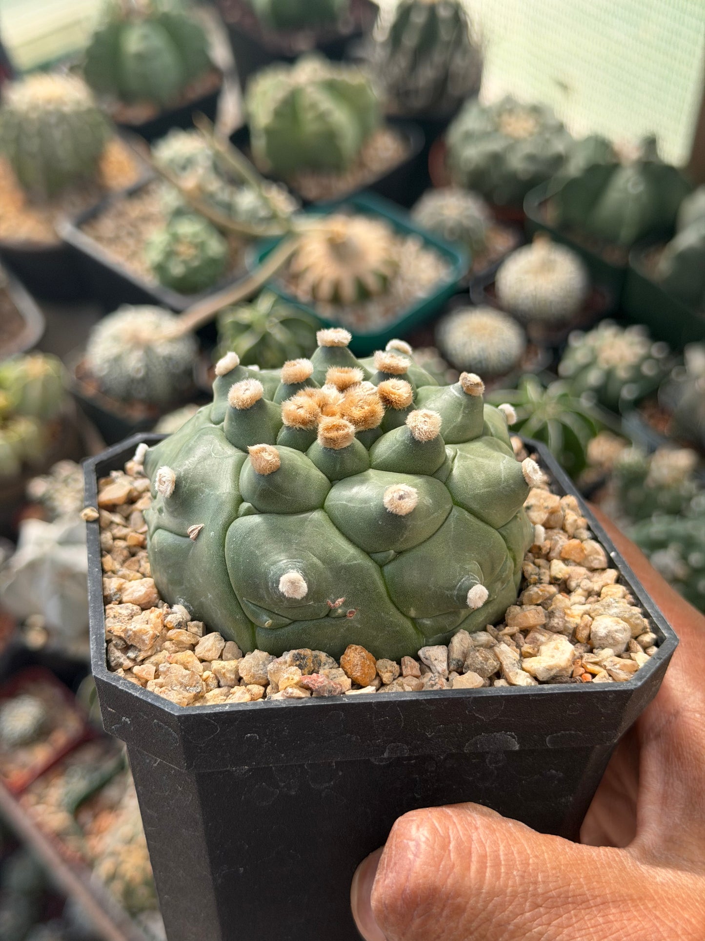 Astrophytum asterias Kikko Ooibo