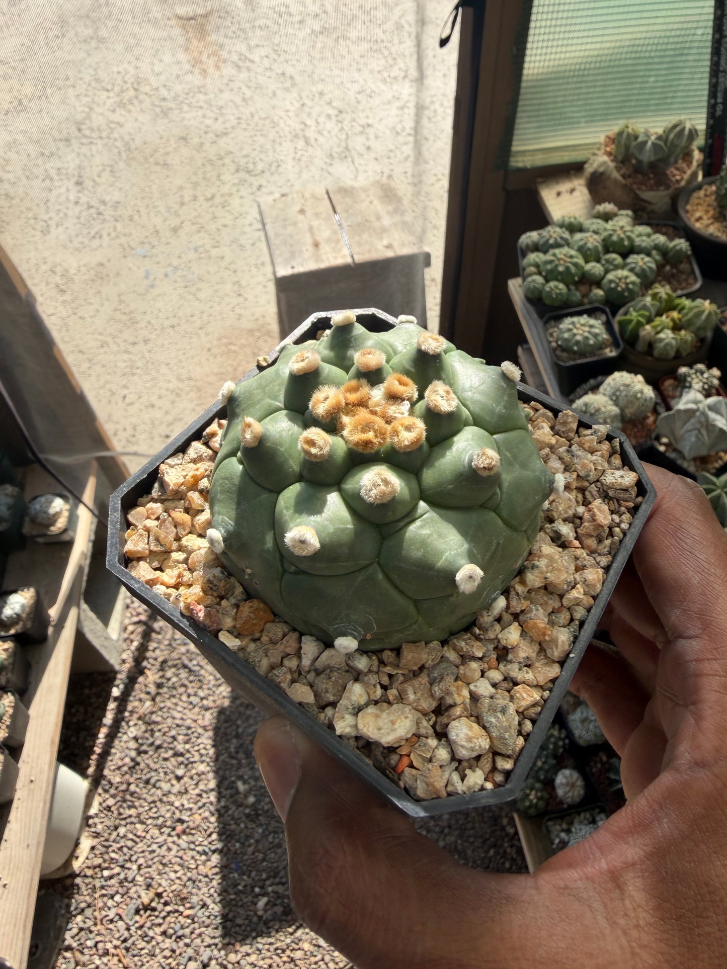 Astrophytum asterias Kikko Ooibo