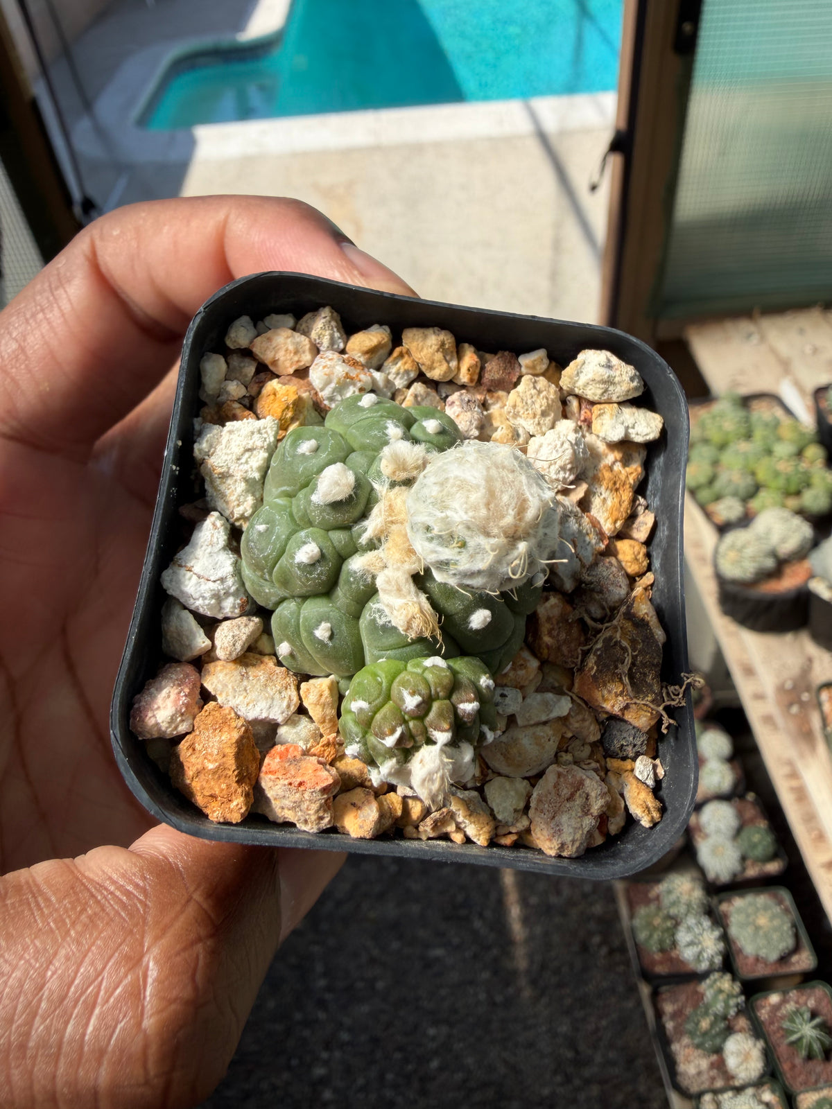 Astrophytum asterias Kikko Lizard Skin