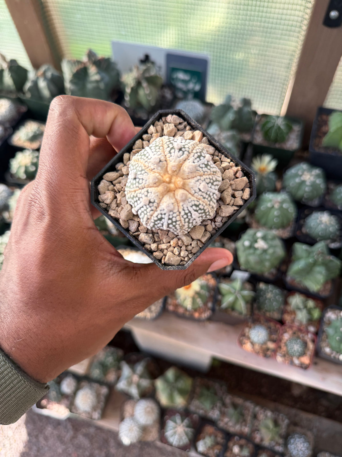 Astrophytum asterias Star Shape ‘Squid Legs’