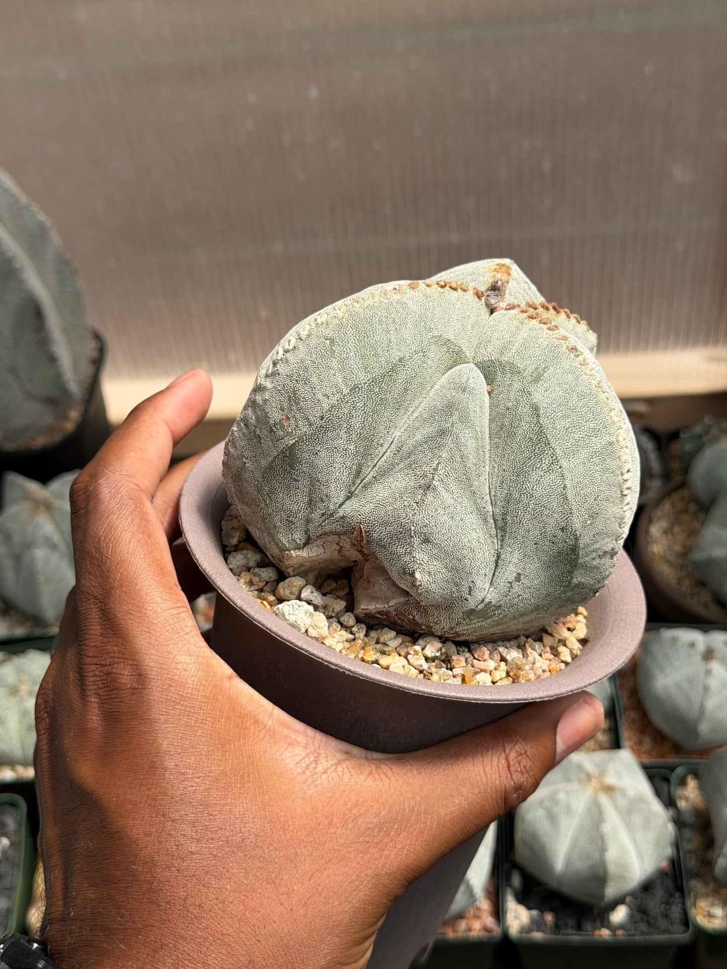 Astrophytum myriostigma tricostatum