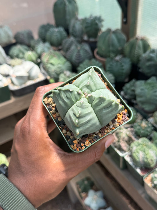Astrophytum myriostigma Kikko Quadricostatum