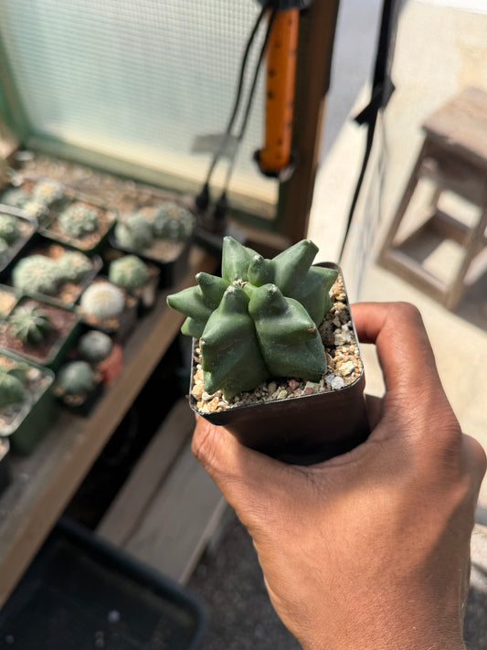 Astrophytum myriostigma Super Kikko