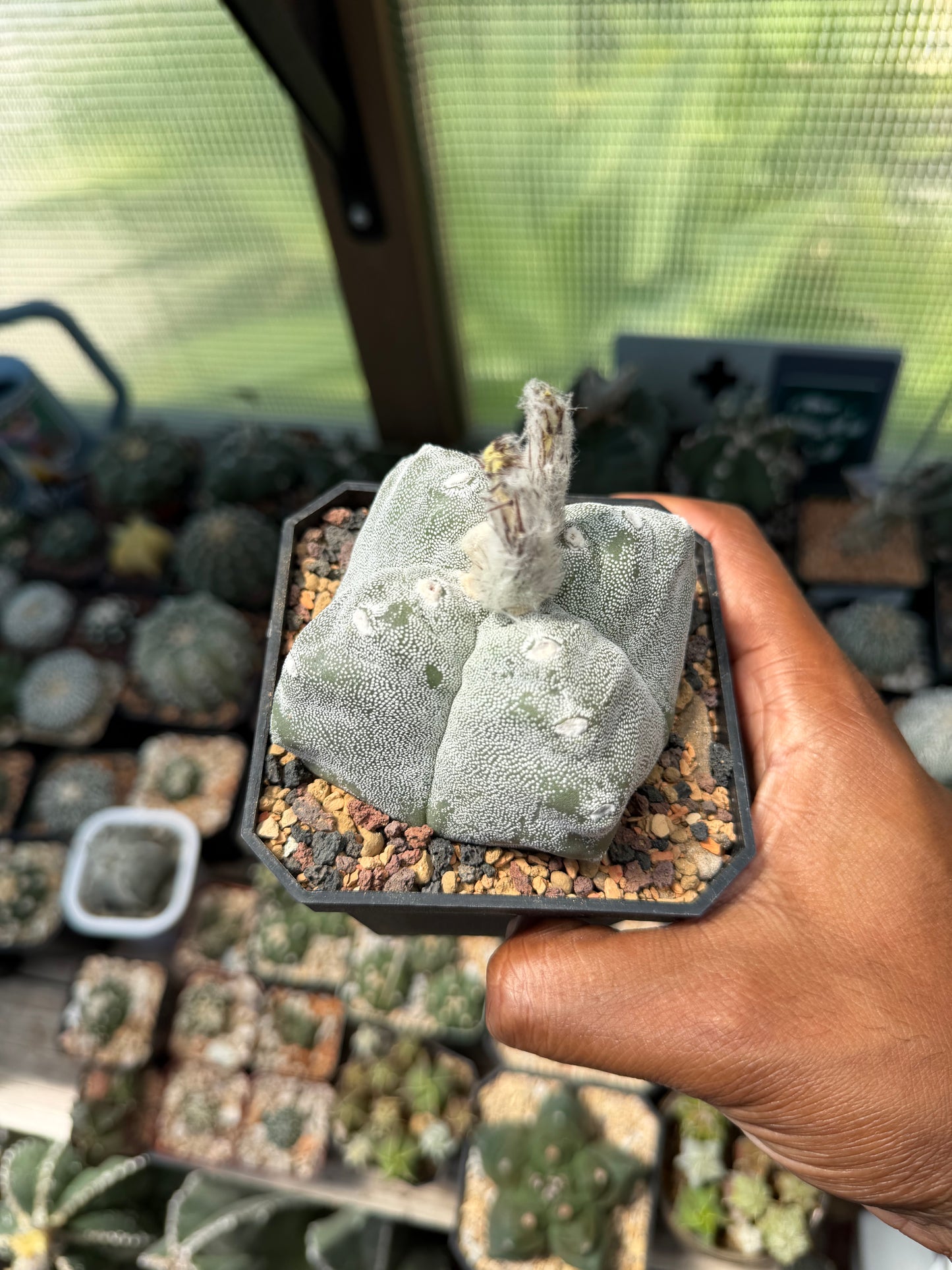 Astrophytum myriostigma Kikko Quadricostatum