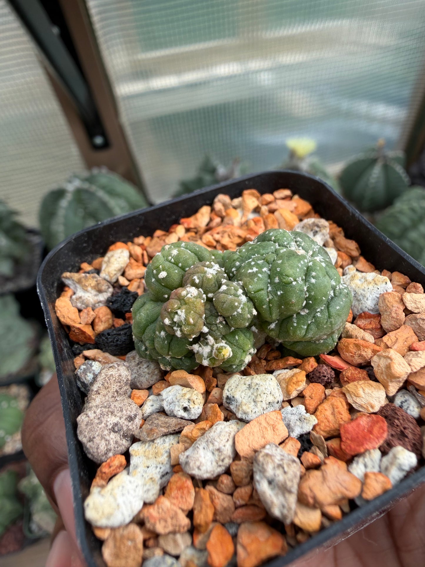 Astrophytum asterias Kikko Lizard Skin Cristata