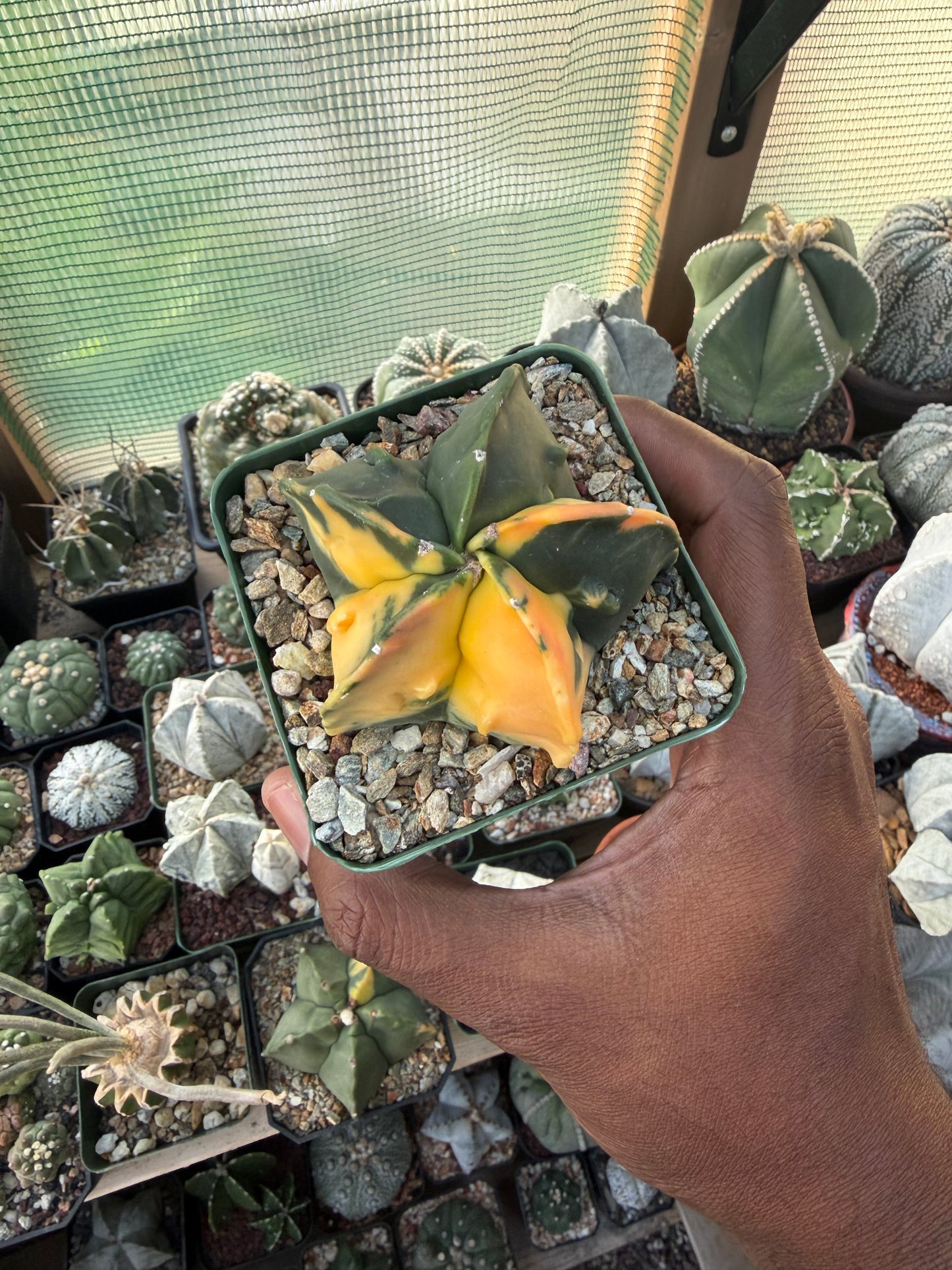 Astrophytum myriostigma Fukuryu Variegated
