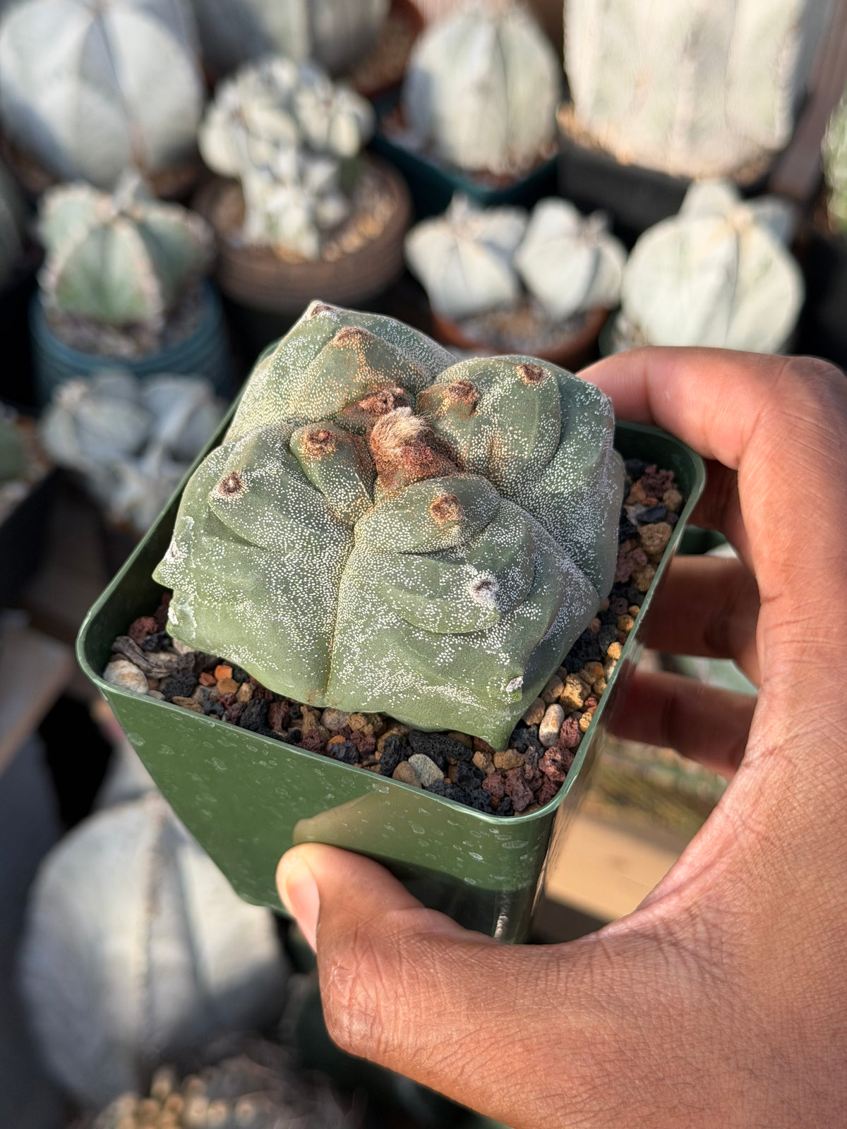 Astrophytum myriostigma Kikko quadricostatum