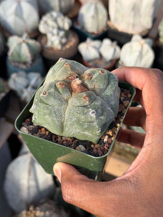 Astrophytum myriostigma Kikko quadricostatum