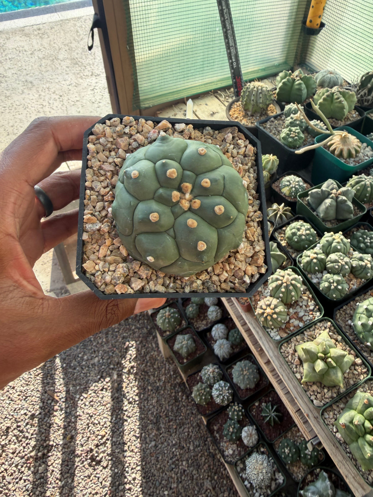 Astrophytum asterias Kikko
