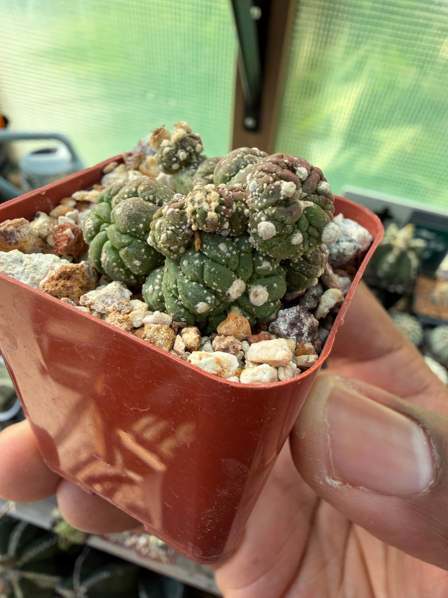 Astrophytum asterias Kikko Lizard Skin Cluster