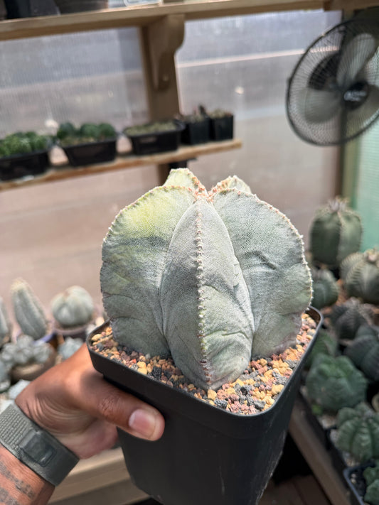Astrophytum myriostigma Variegated