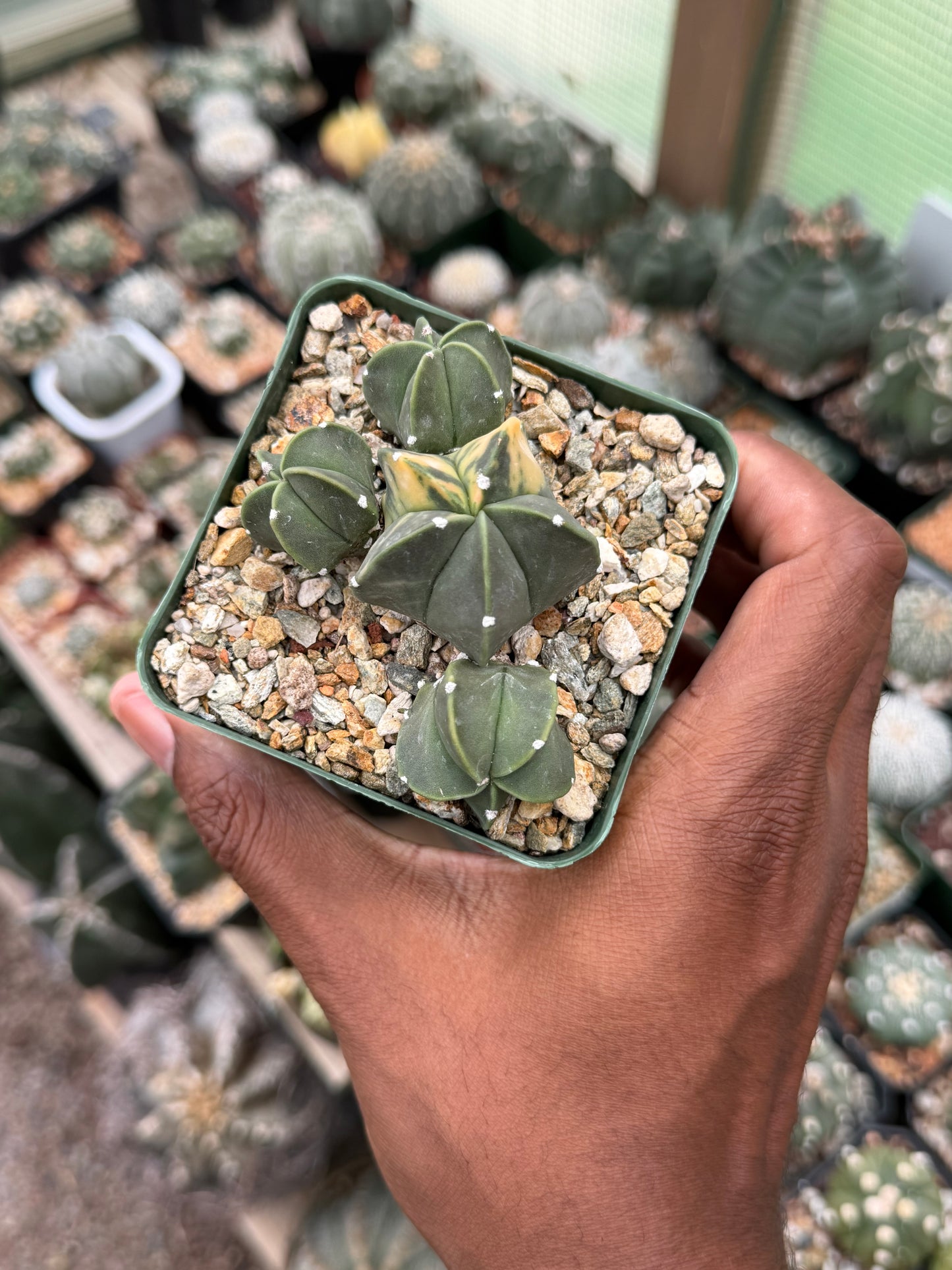 Astrophytum myriostigma Variegated Cluster