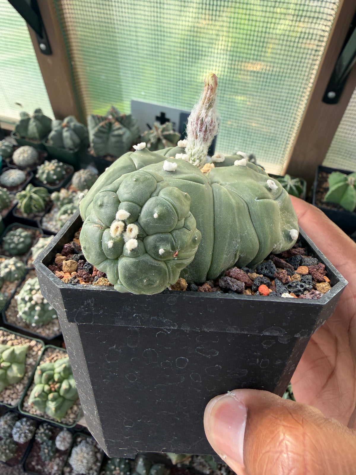 Astrophytum asterias Fukuryu Goryo