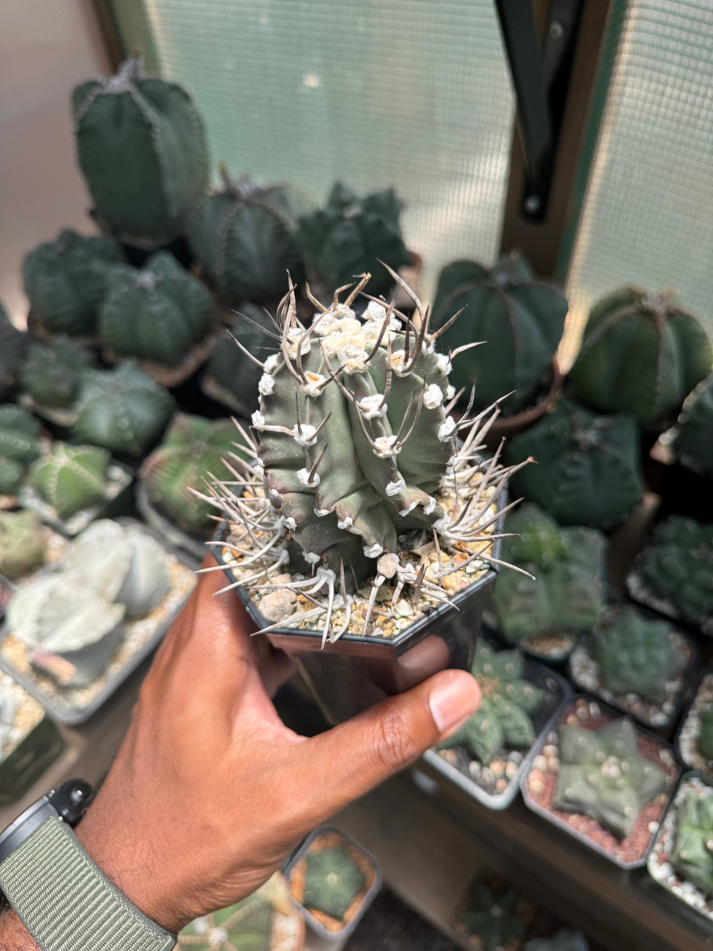 Astrophytum capricorne crassispinum