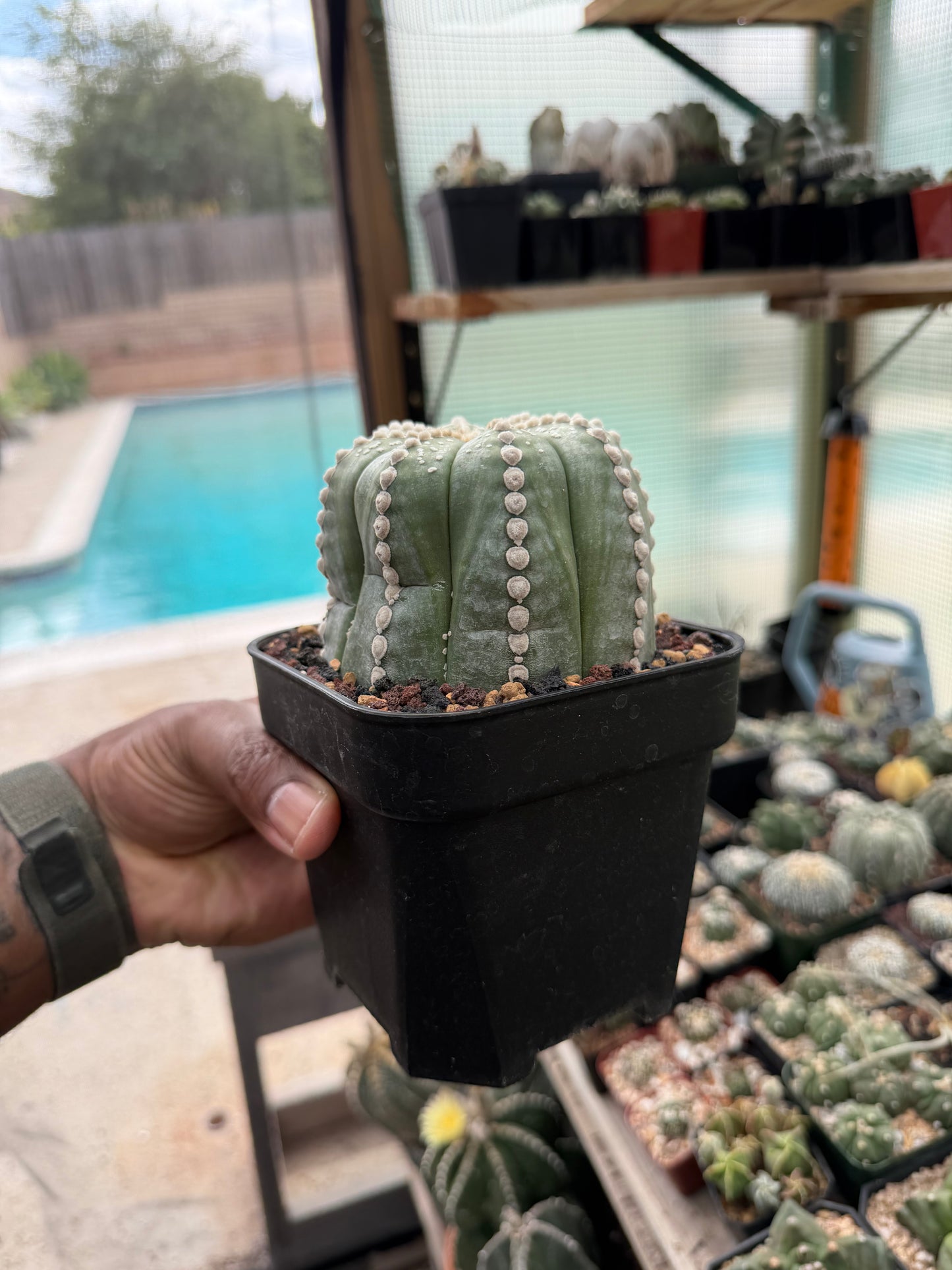 Astrophytum asterias Rensei