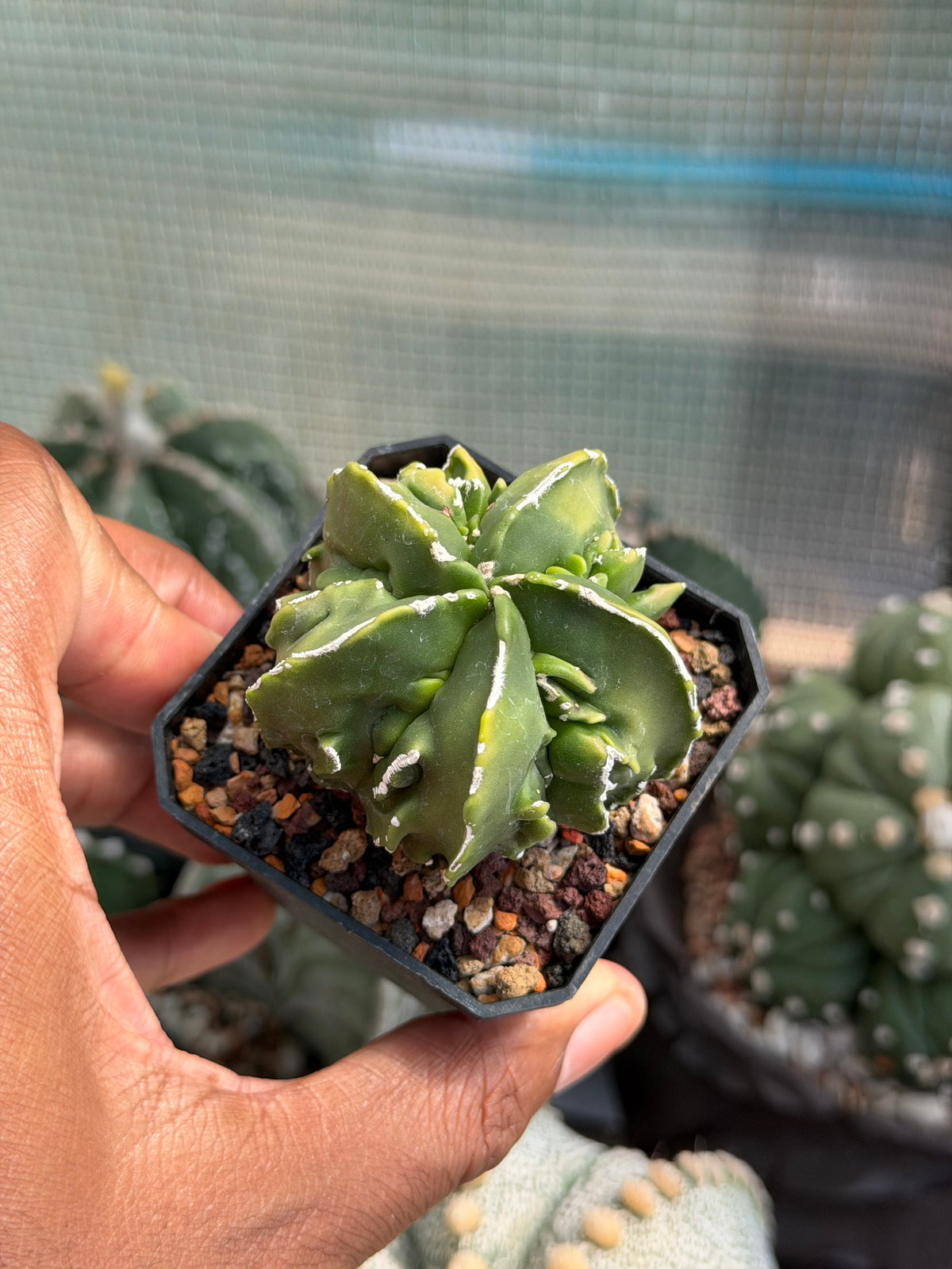 Astrophytum myriostigma Fukuryu Hakujo